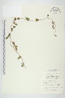 藏品(菜欒藤)的圖片