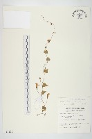 藏品(野牽牛)的圖片