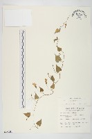 藏品(野牽牛)的圖片