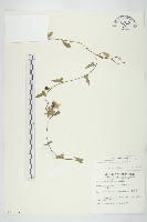 藏品(菜欒藤)的圖片