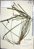 藏品(麥門冬)的圖片