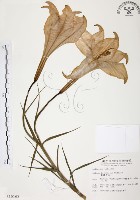 藏品(臺灣百合)的圖片