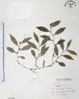 藏品(柚葉藤)的圖片