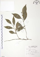 藏品(柚葉藤)的圖片