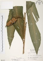 藏品(普萊氏月桃、短穗山姜)的圖片