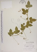 藏品(毛西番蓮)的圖片