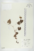 藏品(黑果馬交兒)的圖片