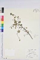 藏品(多花油柑、白仔)的圖片