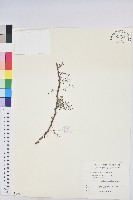 藏品(多花油柑、白仔)的圖片