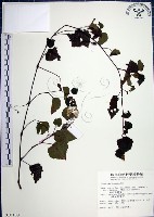 藏品(漢氏山葡萄)的圖片