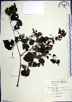 藏品(漢氏山葡萄)的圖片