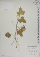 藏品(毛西番蓮)的圖片
