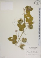 藏品(毛西番蓮)的圖片