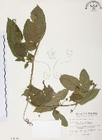 藏品(西番蓮、百香果)的圖片