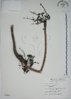 藏品(掌葉蘋婆)的圖片