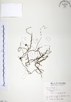 藏品(無根草)的圖片