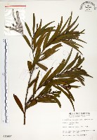 藏品(相思樹)的圖片