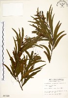 藏品(相思樹)的圖片