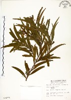 藏品(相思樹)的圖片