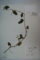 藏品(忍冬、金銀花)的圖片