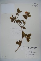 藏品(忍冬、金銀花)的圖片