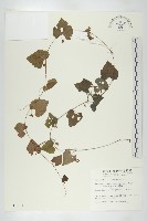 藏品(黑果馬交兒)的圖片