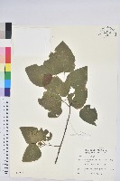 藏品(扛香藤)的圖片