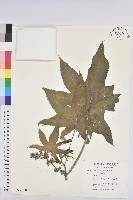 藏品(蓖麻)的圖片