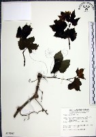 藏品(漢氏山葡萄)的圖片