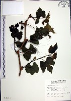 藏品(漢氏山葡萄)的圖片