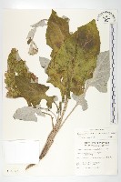 藏品(臺灣青木香)的圖片