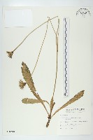 藏品(貓兒菊)的圖片