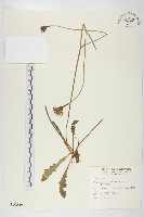 藏品(貓兒菊)的圖片