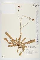 藏品(貓兒菊)的圖片