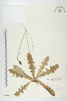 藏品(貓兒菊)的圖片