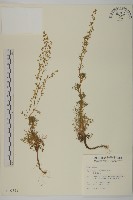 藏品(高山艾)的圖片