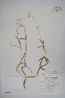 藏品(輪葉沙參)的圖片