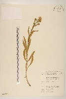 藏品(玉山飛蓬)的圖片