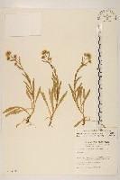 藏品(玉山飛蓬)的圖片