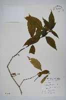 藏品(腺萼馬藍)的圖片