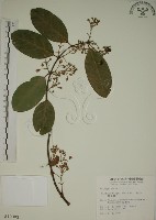 藏品(猿尾藤)的圖片