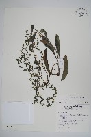 藏品(盾果草)的圖片