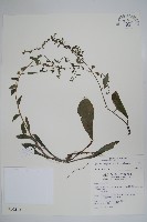 藏品(盾果草)的圖片