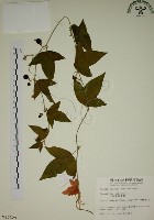 藏品(三角葉西番蓮)的圖片