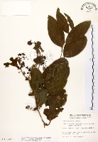 藏品(糙莖菝契)的圖片