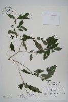 藏品(臺灣馬藍)的圖片