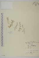 藏品(天蓬草)的圖片