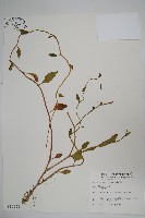 藏品(落葵)的圖片