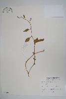 藏品(落葵)的圖片