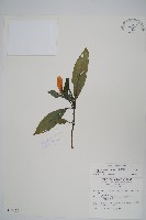 藏品(長穗馬藍)的圖片